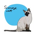 Siamese cat,  illustration Royalty Free Stock Photo